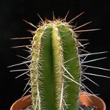 Escontria